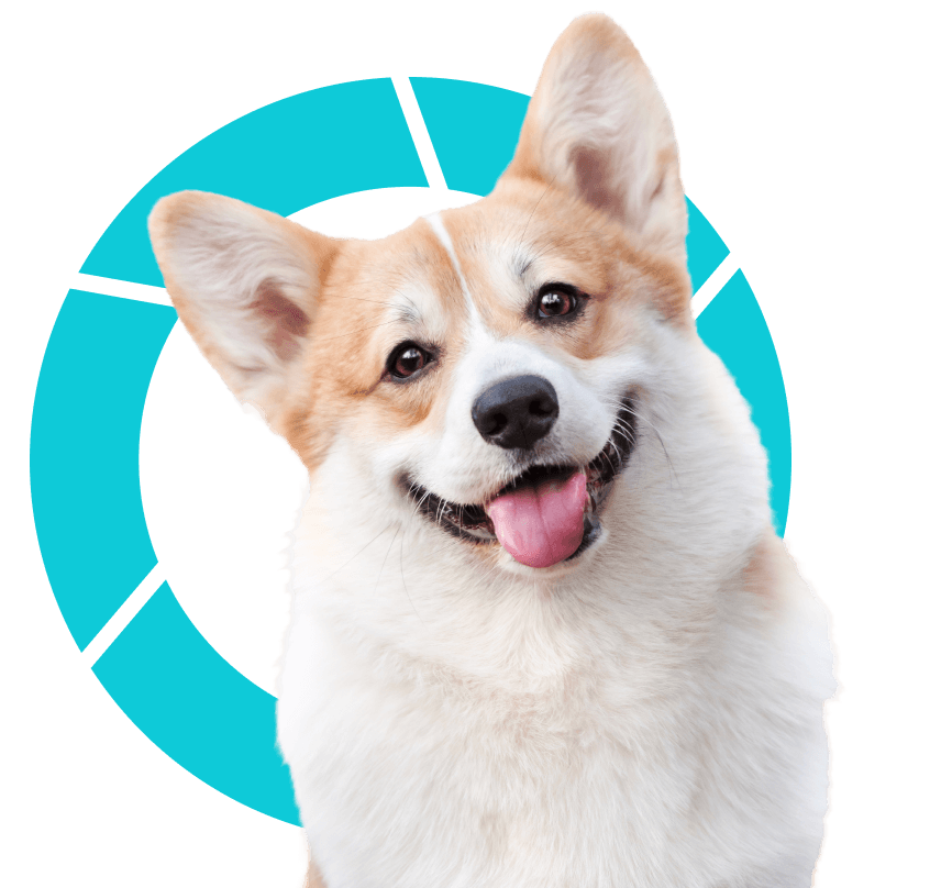 corgi doggo and circle illustration