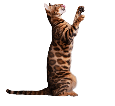 tiger stripes cat