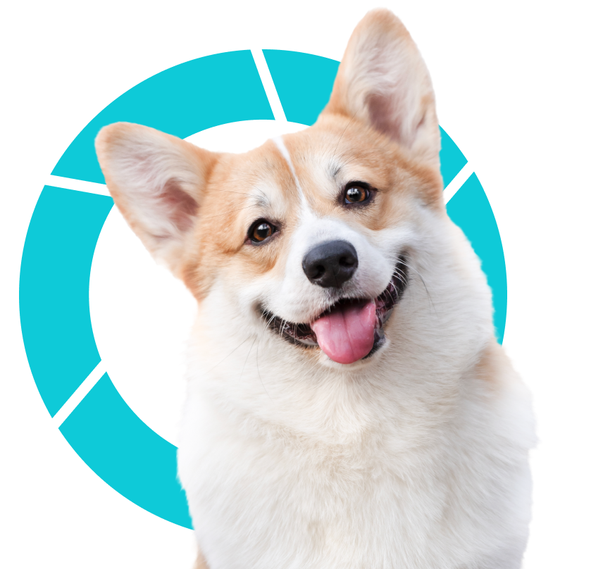corgi doggo and circle illustration