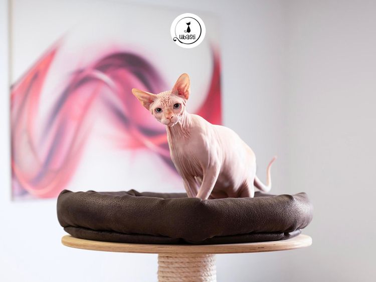 Pet Almighty Photography, Gordana Popović, fotografiranje kućnih ljubimaca, fotografiranje ljubimaca, fotografiranje pasa, fotografiranje mačaka, fotograf ljubimaca, fotografiranje životinja Hrvatska, fotografiranje ljubimaca za brendove, pet brand photography, pet photographer croatia, fotografski studio za ljubimce, pet photography studio Croatia, fotografiranje mačaka, cat photographer Croatia, fotografiranje ljubimaca za reklame, commercial pet photography