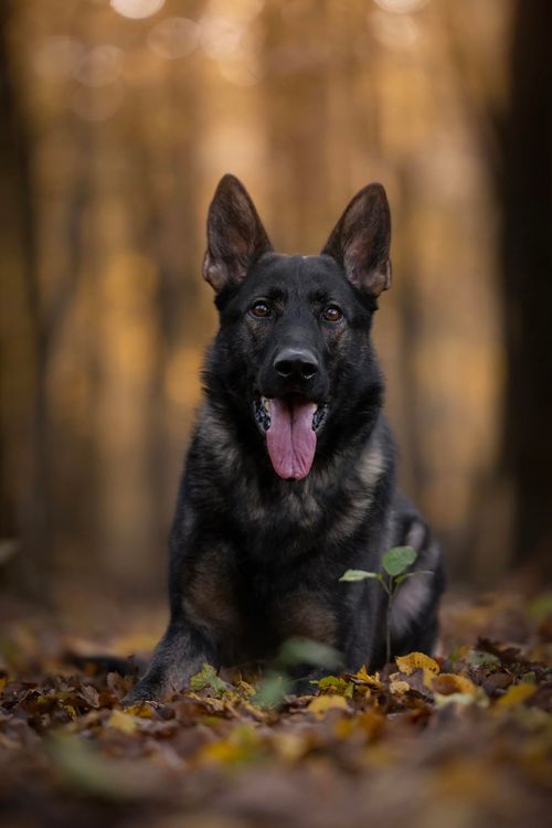 Pet Almighty Photography, Gordana Popović, fotografiranje kućnih ljubimaca, fotografiranje ljubimaca, fotografiranje pasa, fotografiranje mačaka, fotograf ljubimaca, fotografiranje životinja Hrvatska, fotografiranje ljubimaca za brendove, pet brand photography, pet photographer croatia, fotografski studio za ljubimce, pet photography studio Croatia, fotograf ljubimaca, fotografkinja ljubimaca