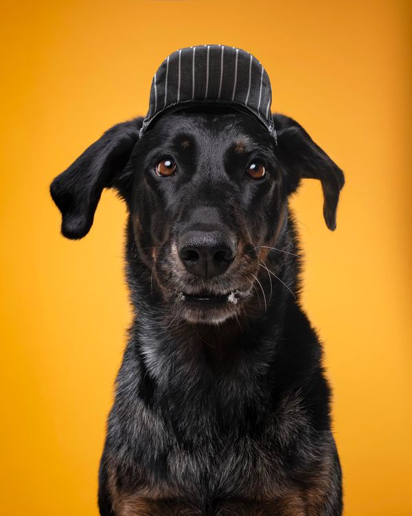 Pet Almighty Photography, Gordana Popović, fotografiranje kućnih ljubimaca, fotografiranje ljubimaca, fotografiranje pasa, fotografiranje mačaka, fotograf ljubimaca, fotografiranje životinja Hrvatska, fotografiranje ljubimaca za brendove, pet brand photography, pet photographer croatia, fotografski studio za ljubimce, pet photography studio Croatia, fotograf ljubimaca, fotografkinja ljubimaca