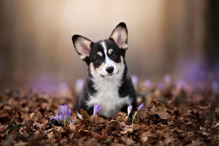 Pet Almighty Photography, Gordana Popović, fotografiranje kućnih ljubimaca, fotografiranje ljubimaca, fotografiranje pasa, fotografiranje mačaka, fotograf ljubimaca, fotografiranje životinja Hrvatska, fotografiranje ljubimaca za brendove, pet brand photography, pet photographer croatia, fotografski studio za ljubimce, pet photography studio Croatia, fotograf ljubimaca, fotografkinja ljubimaca