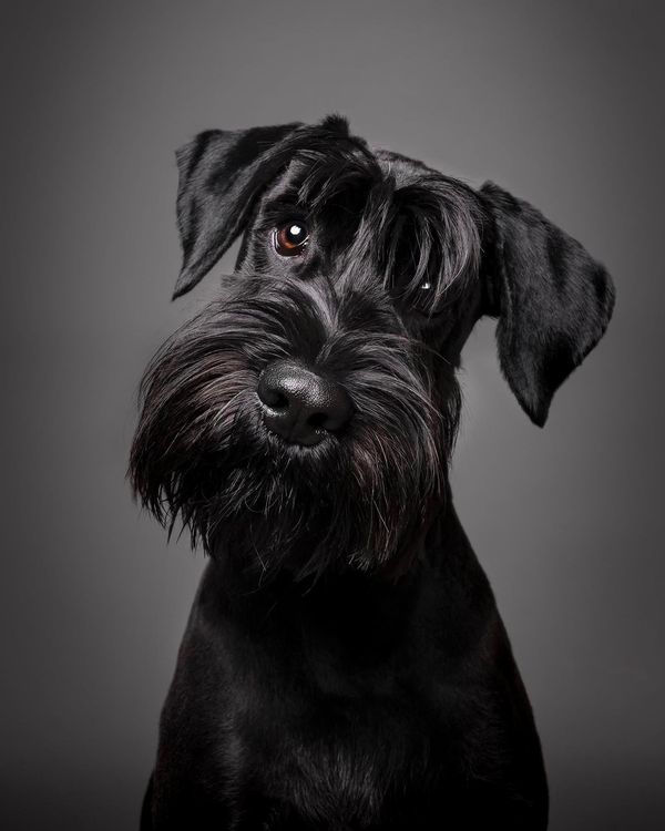 Pet Almighty Photography, Gordana Popović, fotografiranje kućnih ljubimaca, fotografiranje ljubimaca, fotografiranje pasa, fotografiranje mačaka, fotograf ljubimaca, fotografiranje životinja Hrvatska, fotografiranje ljubimaca za brendove, pet brand photography, pet photographer croatia, fotografski studio za ljubimce, pet photography studio Croatia, fotograf ljubimaca, fotografkinja ljubimaca